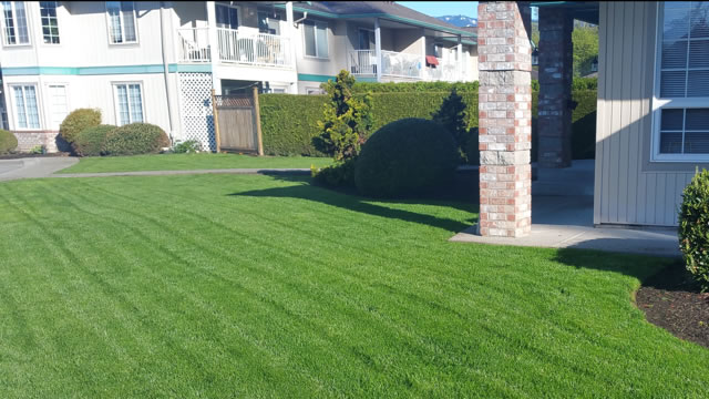 Lawn Overseeding Services Fraser Valley